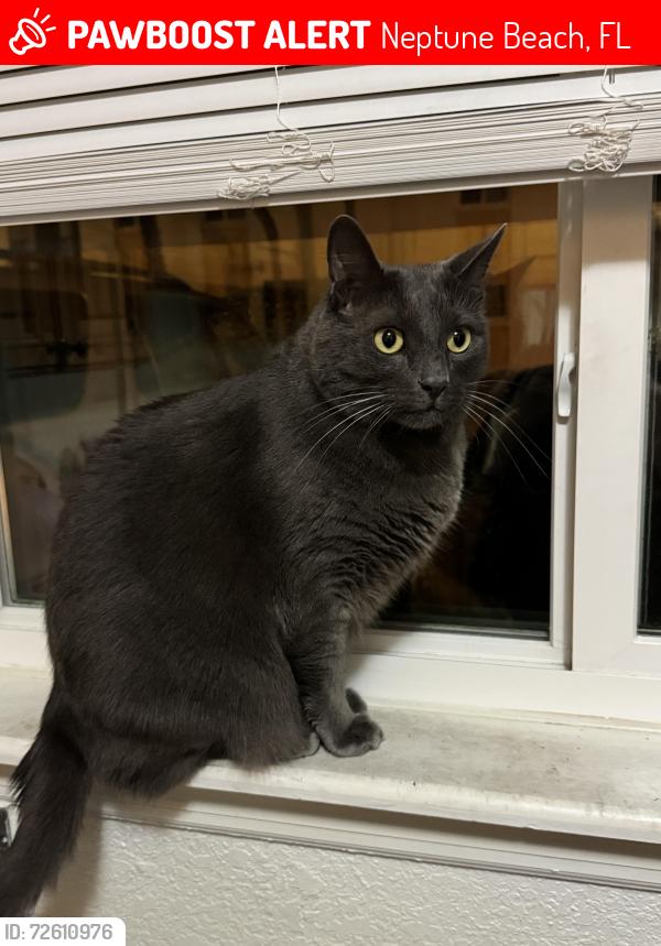 Lost Male Cat last seen Penman Rd and Seagate Ave, Neptune Beach, FL 32266