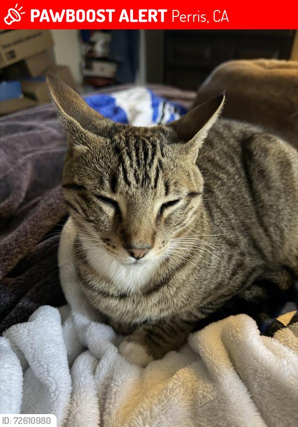 Lost Male Cat last seen Penny place , Perris, CA 92570