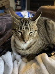 Lost Male Cat last seen Penny place , Perris, CA 92570