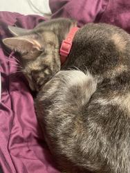 Lost Female Cat last seen Mohawk Trail, Yucca Valley, CA 92284