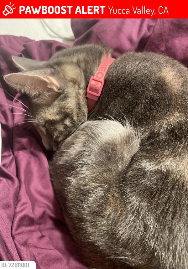 Lost Female Cat last seen Mohawk Trail, Yucca Valley, CA 92284