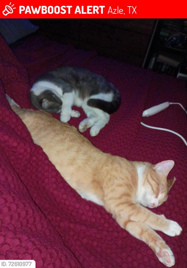Lost Male Cat last seen Wilshire Avenue Azle TX , Azle, TX 76020