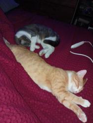 Lost Male Cat last seen Wilshire Avenue Azle TX , Azle, TX 76020