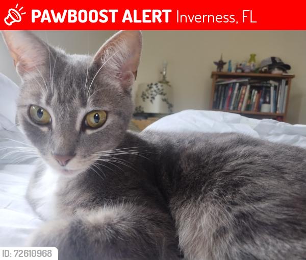 Lost Female Cat last seen Country Club and Sandpiper, Inverness, FL 34450