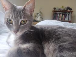 Lost Female Cat last seen Country Club and Sandpiper , Inverness, FL 34450
