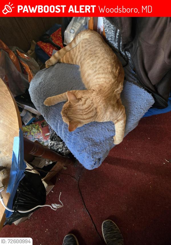 Lost Male Cat last seen Dorcus rd, Woodsboro, MD 21798