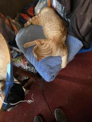 Lost Male Cat last seen Dorcus rd, Woodsboro, MD 21798
