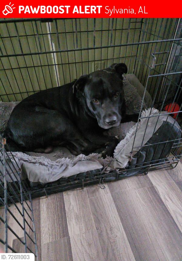 Lost Male Dog last seen Sylvania Rd, 4th Street, Blue Pond Road, Sylvania, AL 35988