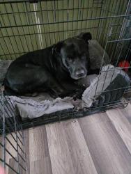 Lost Male Dog last seen Sylvania Rd, 4th Street, Blue Pond Road, Sylvania, AL 35988