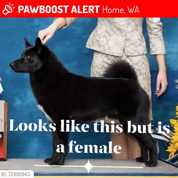 Lost Female Dog last seen Whiteman Rd & Key Peninsula Hwy SW, Home, WA 98349