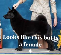 Lost Female Dog last seen Whiteman Rd & Key Peninsula Hwy SW, Home, WA 98349