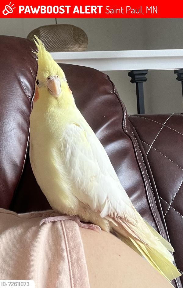 Lost Female Bird last seen American Indian Magnet School Daytons Bluff, Saint Paul, MN 55106
