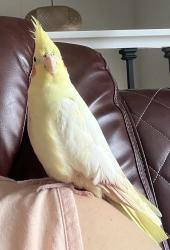 Lost Female Bird last seen American Indian Magnet School Daytons Bluff, Saint Paul, MN 55106
