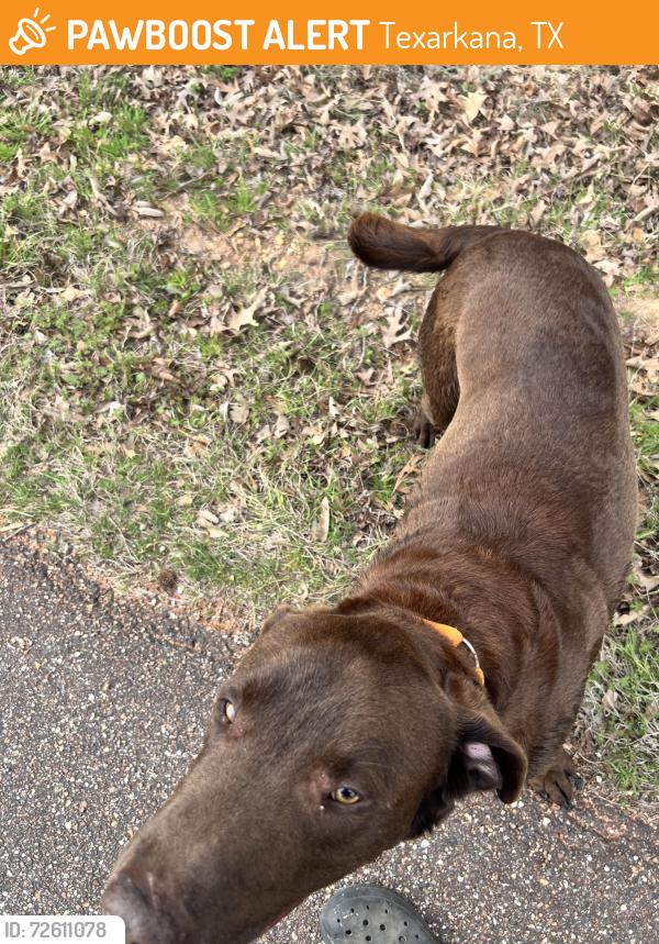 Found/Stray Male Dog last seen Stone rd, Texarkana, TX 75501