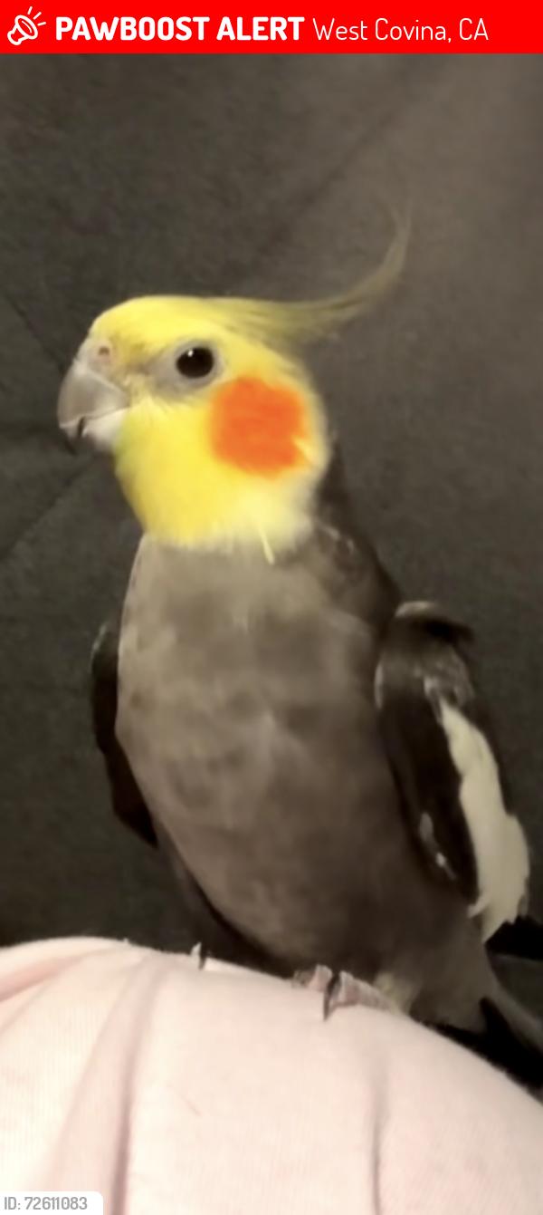Lost Male Bird last seen Cameron Park and West Covina high school, West Covina, CA 91790