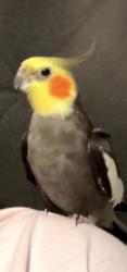 Lost Male Bird last seen Cameron Park and West Covina high school, West Covina, CA 91790