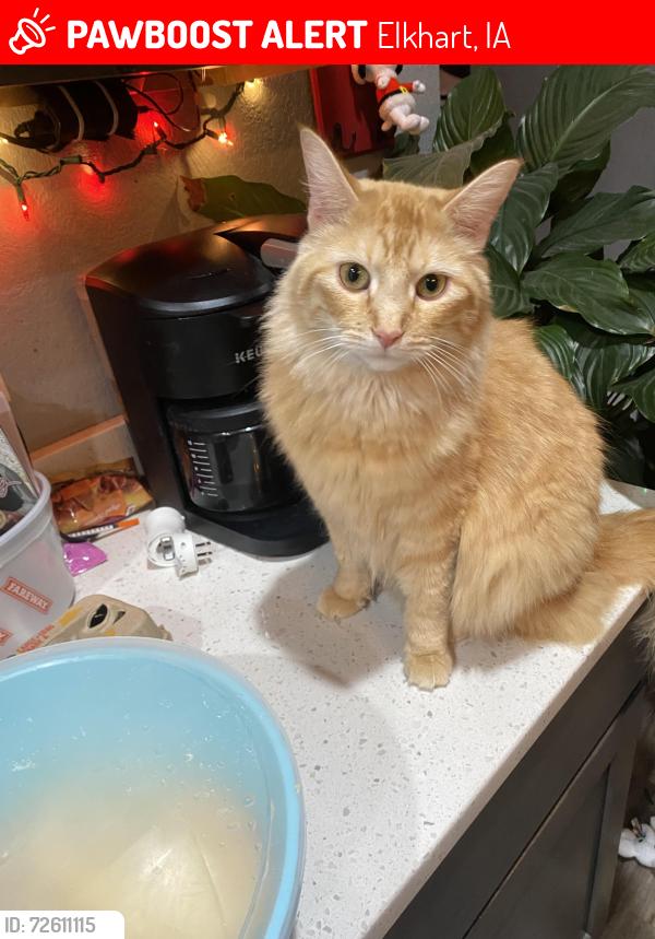 Lost Male Cat last seen NE Elm Street, NE Megan Ave. ,NE Mandy Ave., Elkhart, IA 50073
