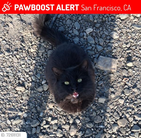 Lost Male Cat last seen Marina bld, San Francisco, CA 94105