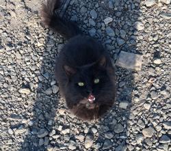 Lost Male Cat last seen Marina bld, San Francisco, CA 94105