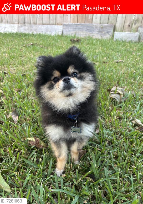 Lost Male Dog last seen Spencer hwy and Randolph rd, Pasadena, TX 77505