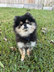 Lost Male Dog last seen Spencer hwy and Randolph rd, Pasadena, TX 77505