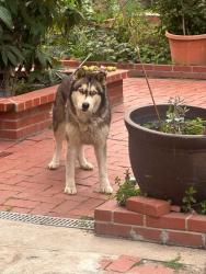 Found/Stray Female Dog last seen 9th street, near trucking area, Pomona, CA 91768