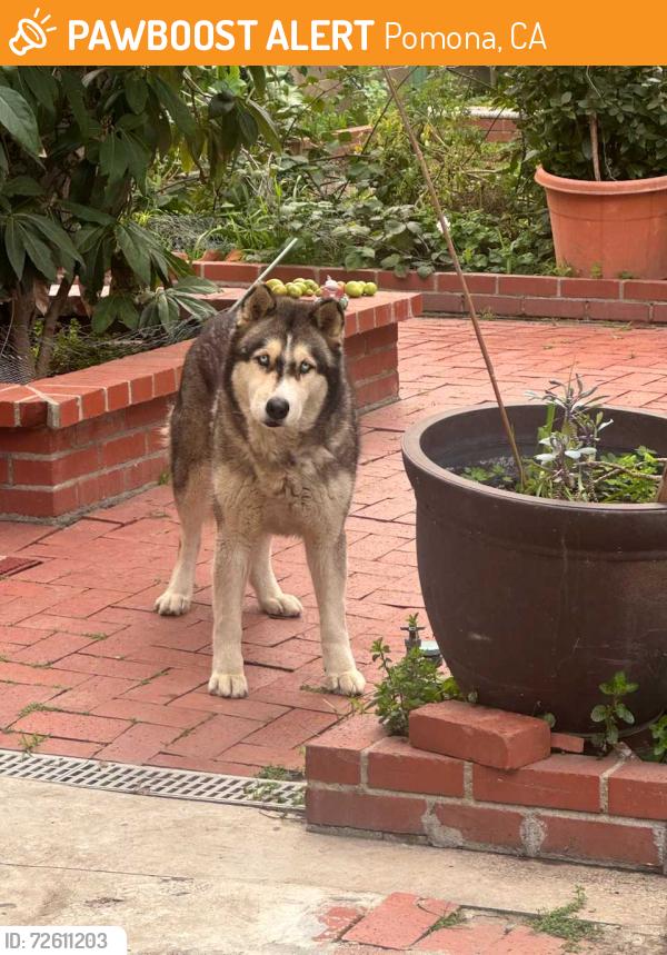 Found/Stray Female Dog last seen 9th street, near trucking area, Pomona, CA 91768