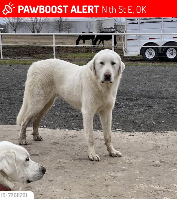 Lost Male Dog last seen Between Fort Gibson Lake and Okay School, N 49th St E, OK 74446