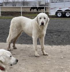 Lost Male Dog last seen Between Fort Gibson Lake and Okay School, N 49th St E, OK 74446
