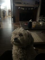 Lost Female Dog last seen Long Beach and Alondra by Domino’s pizza, Compton, CA 90221