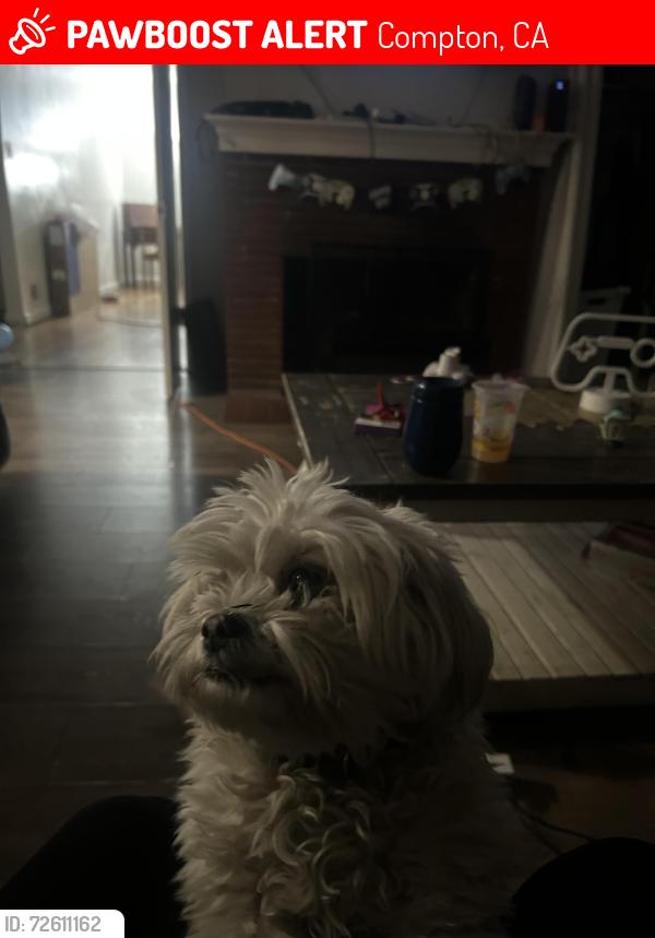 Lost Female Dog last seen Long Beach and Alondra by Domino’s pizza, Compton, CA 90221