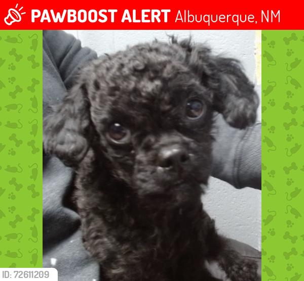 Lost Male Dog last seen 62nd and Cloudcroft, Albuquerque, NM 87105