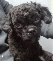 Lost Male Dog last seen 62nd and Cloudcroft, Albuquerque, NM 87105