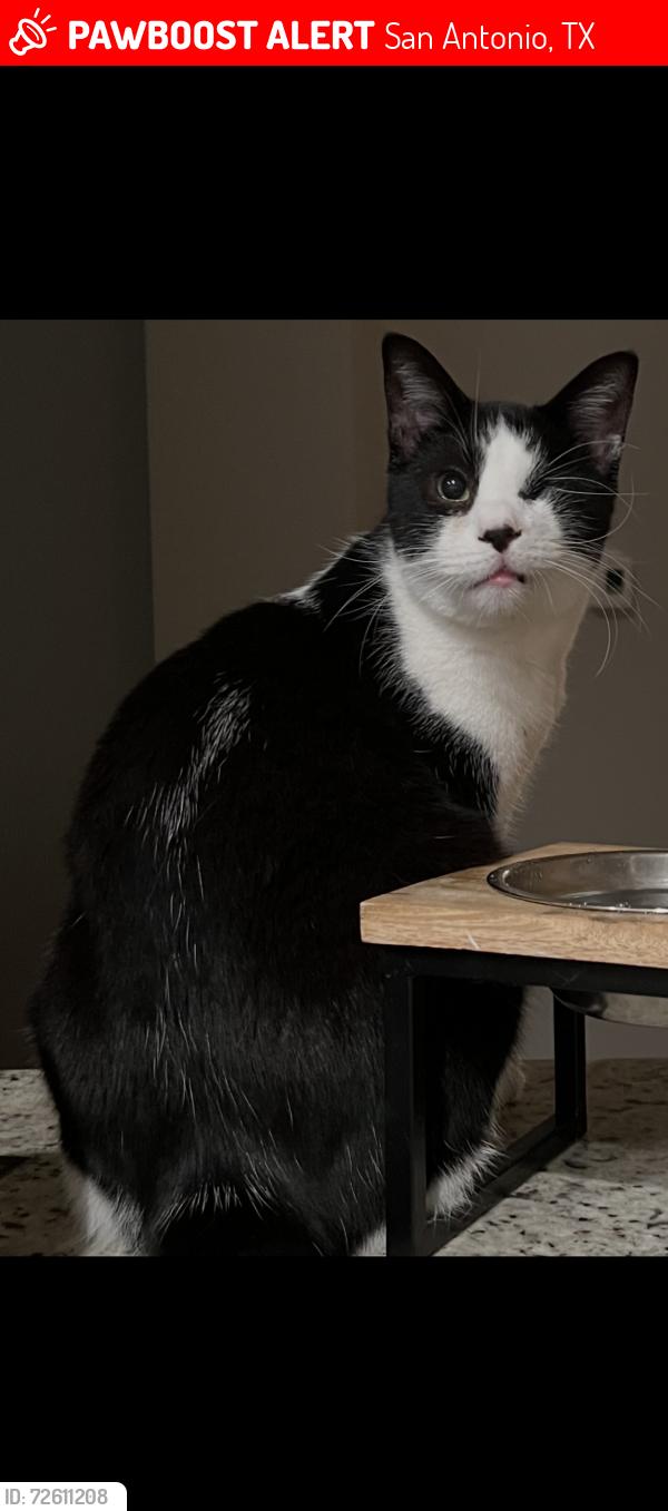Lost Male Cat last seen Knights Cross and Hardy Oak , San Antonio, TX 78258