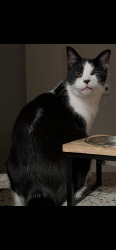 Lost Male Cat last seen Knights Cross and Hardy Oak , San Antonio, TX 78258