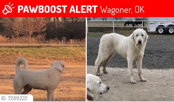 Lost Male Dog last seen 49th street E, between Fort Gibson Lake and Okay School, Wagoner, OK 74467