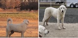 Lost Male Dog last seen 49th street E, between Fort Gibson Lake and Okay School, Wagoner, OK 74467