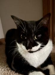 Lost Male Cat last seen Baldwin and cottonwood , Maplewood, MI 49428