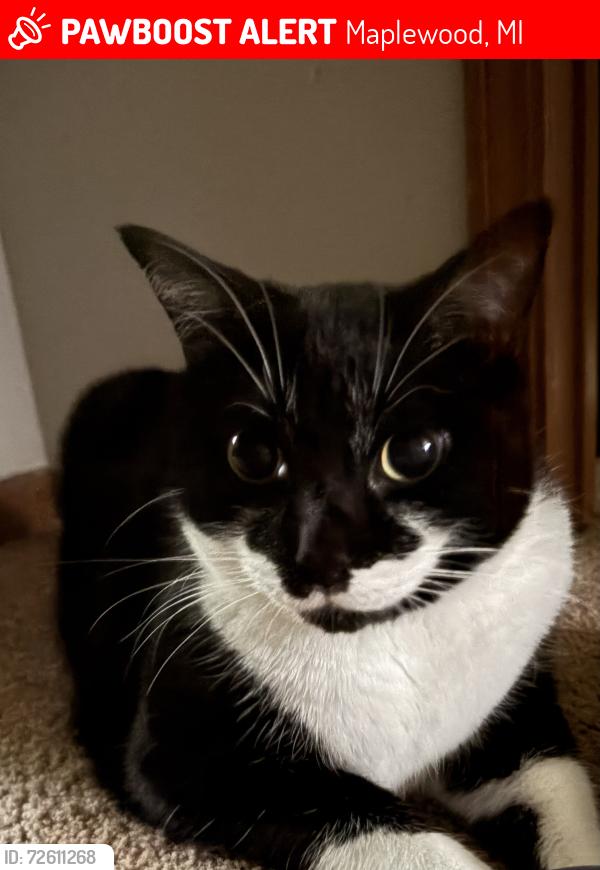Lost Male Cat last seen Baldwin and cottonwood , Maplewood, MI 49428