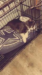 Lost Male Cat last seen Nelson, Lake Charles, LA 70605
