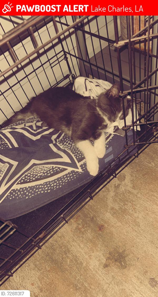 Lost Male Cat last seen Nelson, Lake Charles, LA 70605
