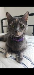 Lost Female Cat last seen Ocotillo and Meridian, Queen Creek, AZ 85140