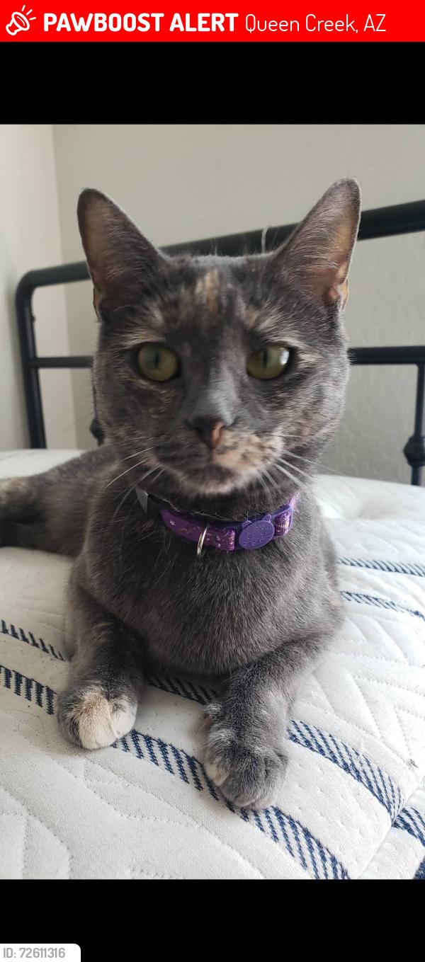 Lost Female Cat last seen Ocotillo and Meridian, Queen Creek, AZ 85140