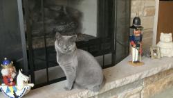 Lost Male Cat last seen Stonebridge Blvd. Danhaven Court, Aurora, IL 60502