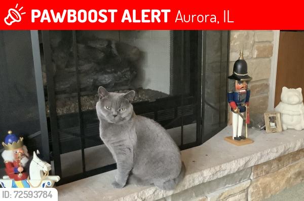 Lost Male Cat last seen Stonebridge Blvd. Danhaven Court, Aurora, IL 60502