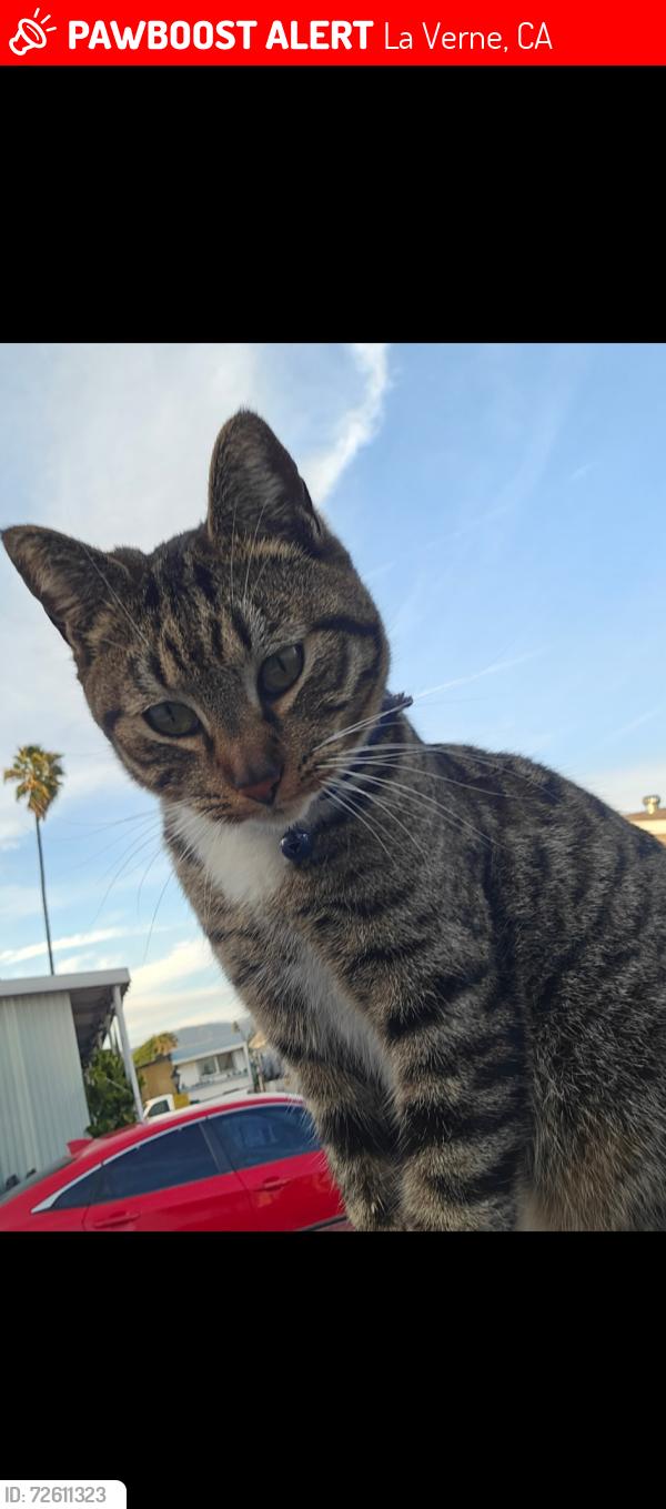 Lost Female Cat last seen Fulton and Arrow, La Verne, CA 91750