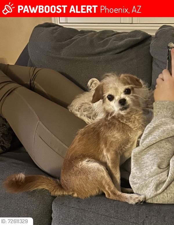 Lost Male Dog last seen 79th Ave and Indian school, Phoenix, AZ 85033
