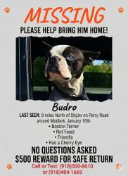 Lost Male Dog last seen Perry Road Mudlark area, Stigler, OK 74462