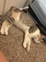Lost Female Cat last seen Copper mountain , morningside , New Braunfels, TX 78130