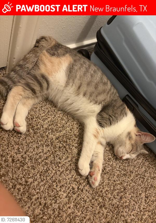 Lost Female Cat last seen Copper mountain , morningside , New Braunfels, TX 78130